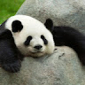 Meet your Posher, Ana